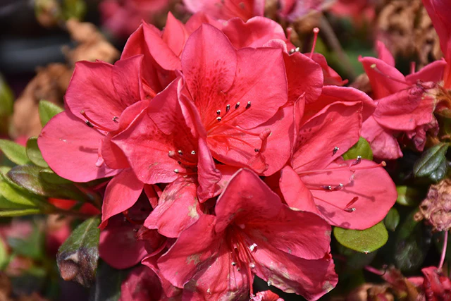 Your Garden, Expertly Cultivated
